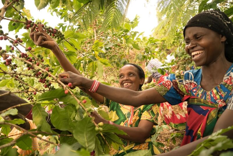 Women picking coffee beans